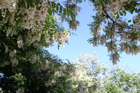 信州佐久産アカシアはちみつ＆軽井沢産山桜はちみつセット M(120g×2)　