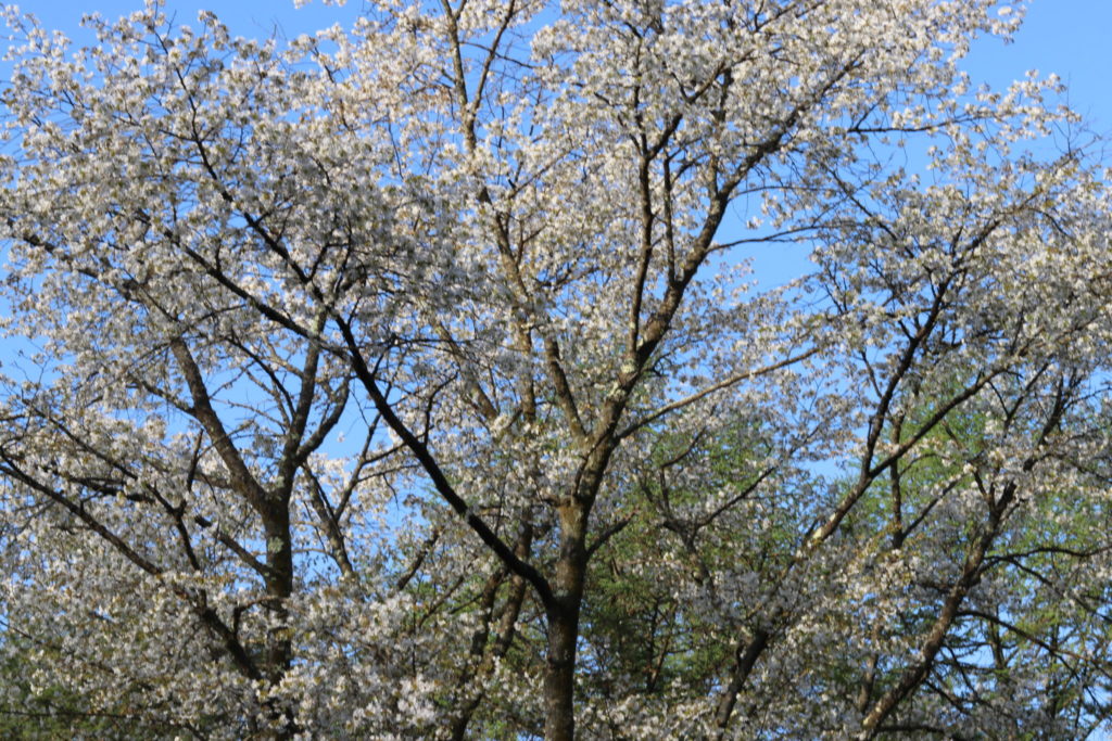 軽井沢産山桜はちみつ Mサイズ(120g)　