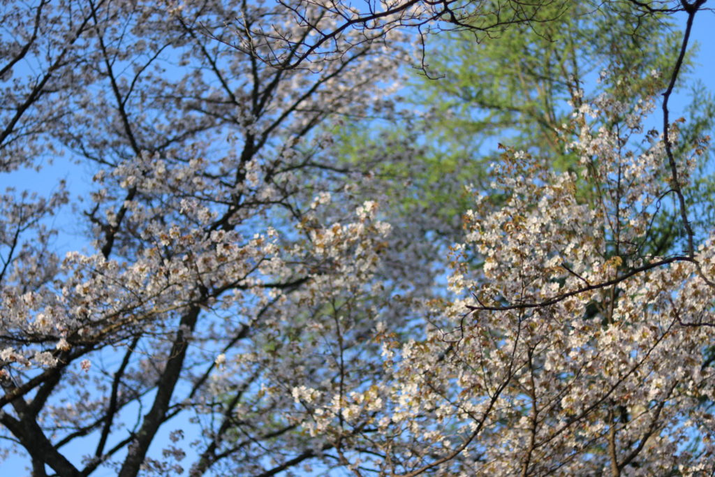 軽井沢産山桜はちみつ Sサイズ(50g)　