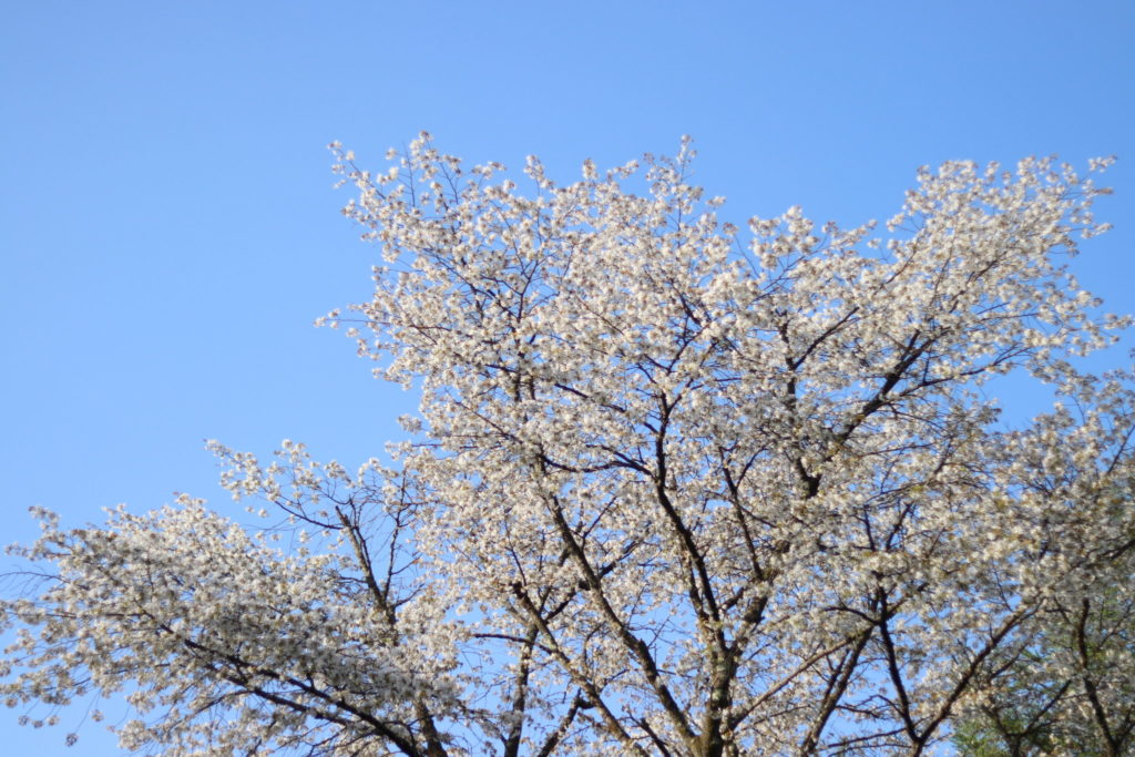 軽井沢産山桜はちみつ　ボトルタイプ（200g）