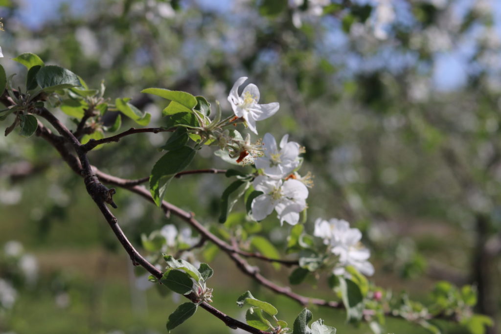 信州立科産リンゴはちみつ＆軽井沢産山桜はちみつセット M(120g×2)